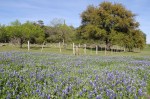 bluebonnets 2a