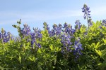 bluebonnets20130405re
